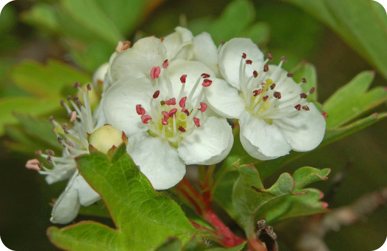 Aubépine fournit du pollen et du nectar pour les abeilles et autres insectes pollinisateurs 