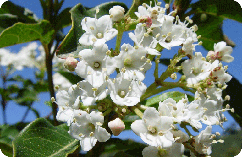 Laurier fournit du pollen et du nectar pour les abeilles et autres insectes pollinisateurs 