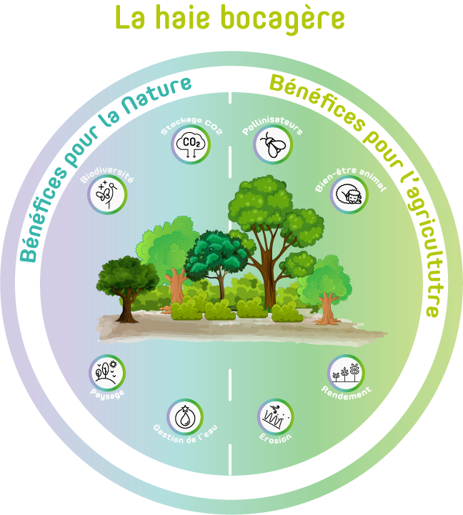 Les bénéfices agroécologiques de l'arbre champêtre et des haies bocagères